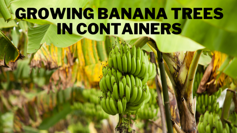 10 Steps To Growing Banana Trees In Containers