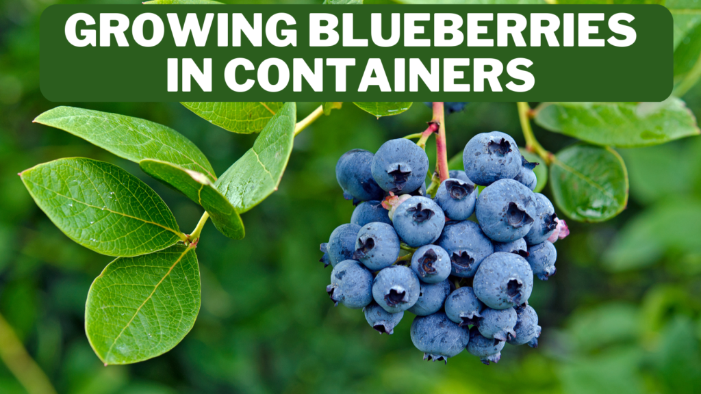 10 Steps To Growing Blueberries In Containers In 2024
