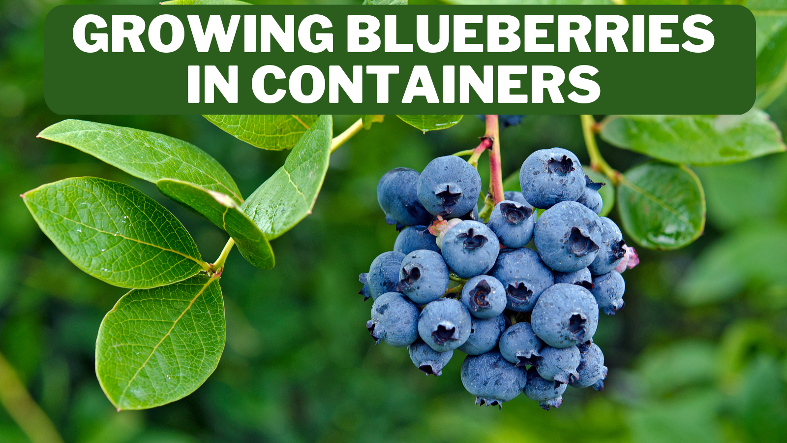10 Steps To Growing Blueberries In Containers