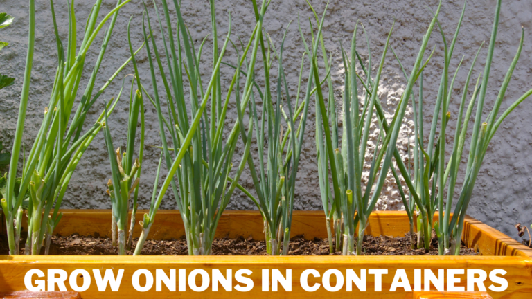 8 Best Guarded Secrets To Grow Onions In Containers