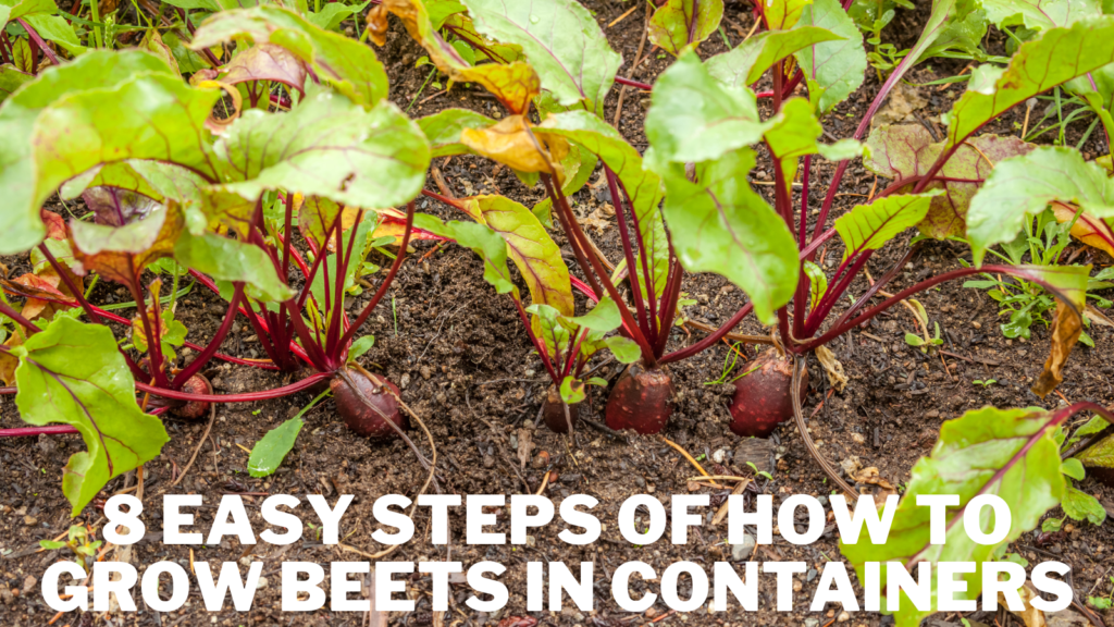 8 Easy Steps Of How To Grow Beets In Containers In 2024