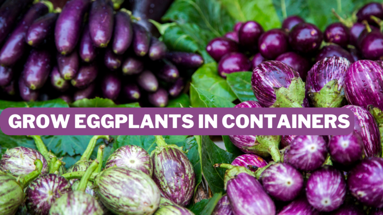 9 Creative Ways To Grow Eggplants In Containers