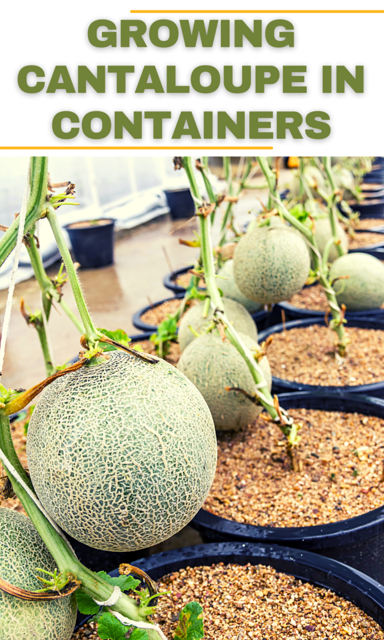 9 Steps To Growing Cantaloupe In Containers In 2022