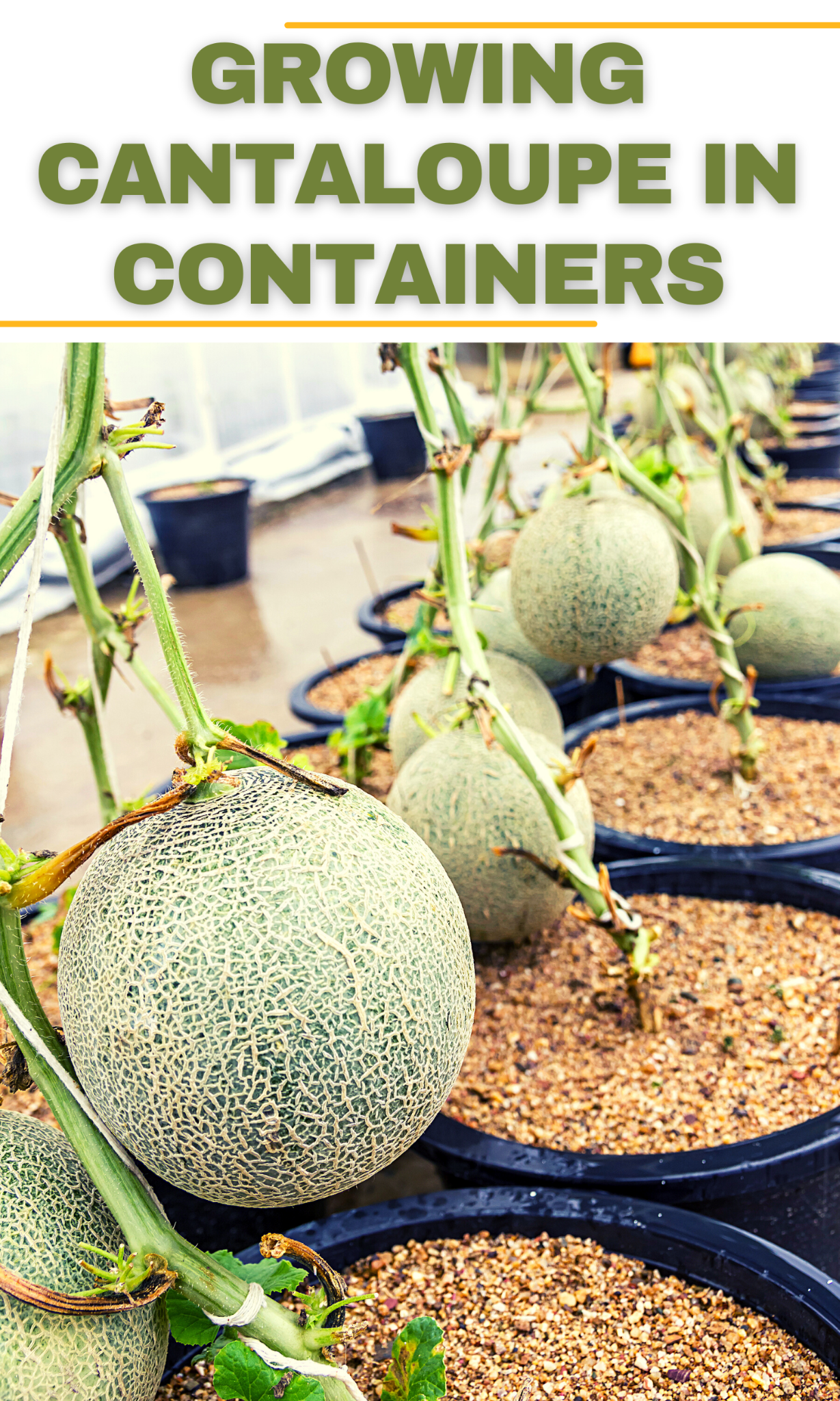 9 Steps To Growing Cantaloupe In Containers