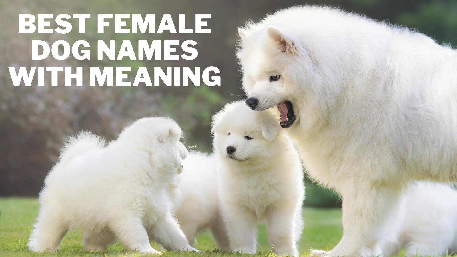 Best Female Dog Names With Meaning
