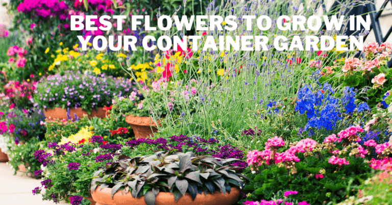 Best Flowers To Grow In Your Container Garden