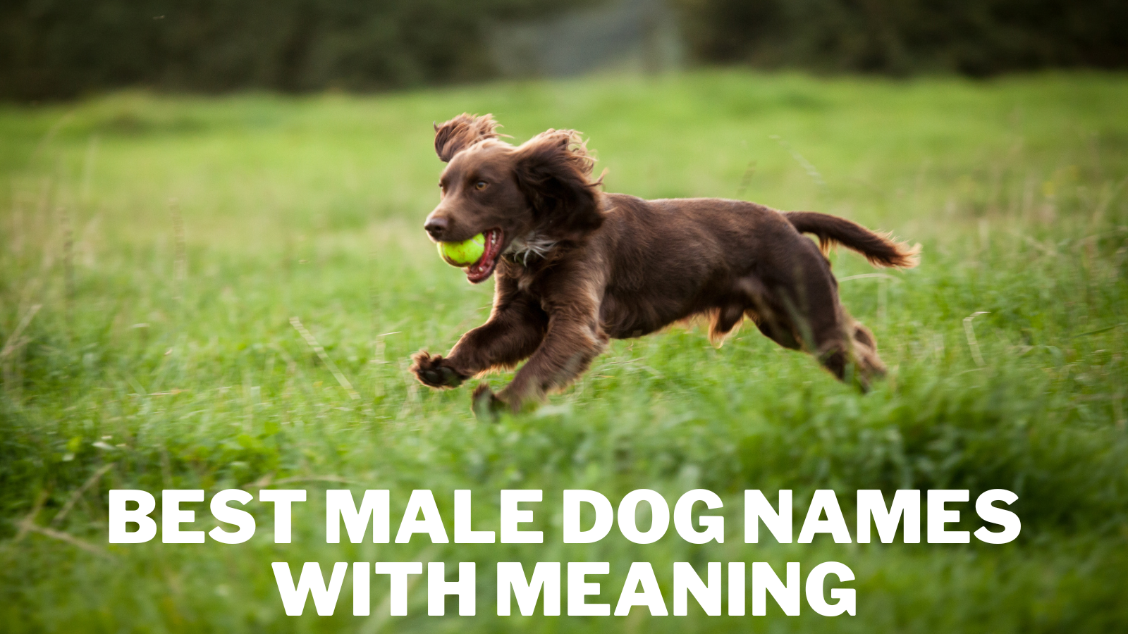 Best Male Dog Names With Meaning