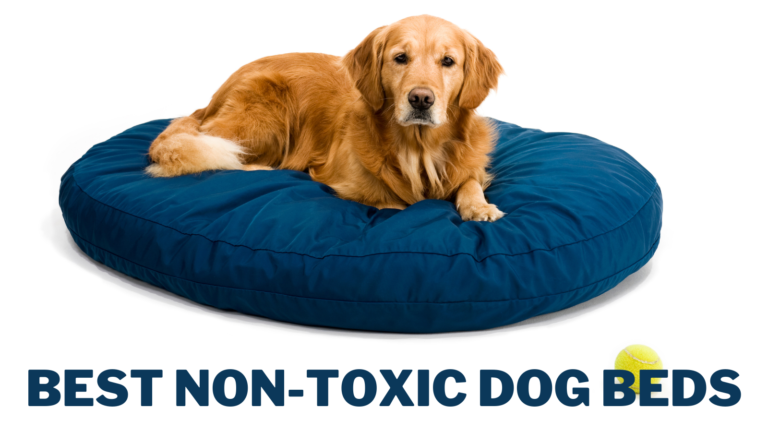 Best Non-Toxic Dog Beds