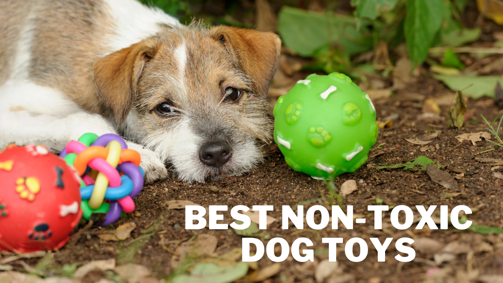 Best Non-Toxic Dog Toys
