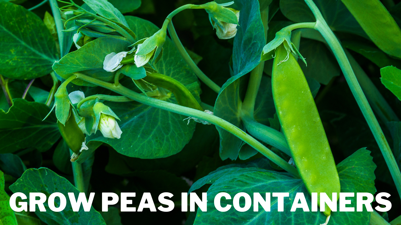Best Steps To Grow Peas In Containers