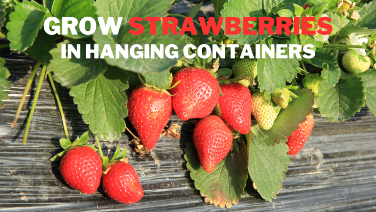 Best Steps To Grow Strawberries In Hanging Containers