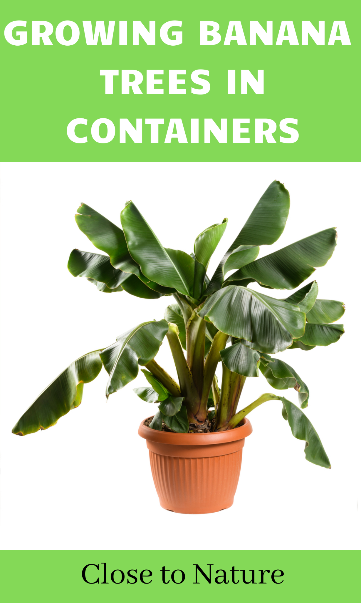Follow 10 Steps To Growing Banana Trees In Containers