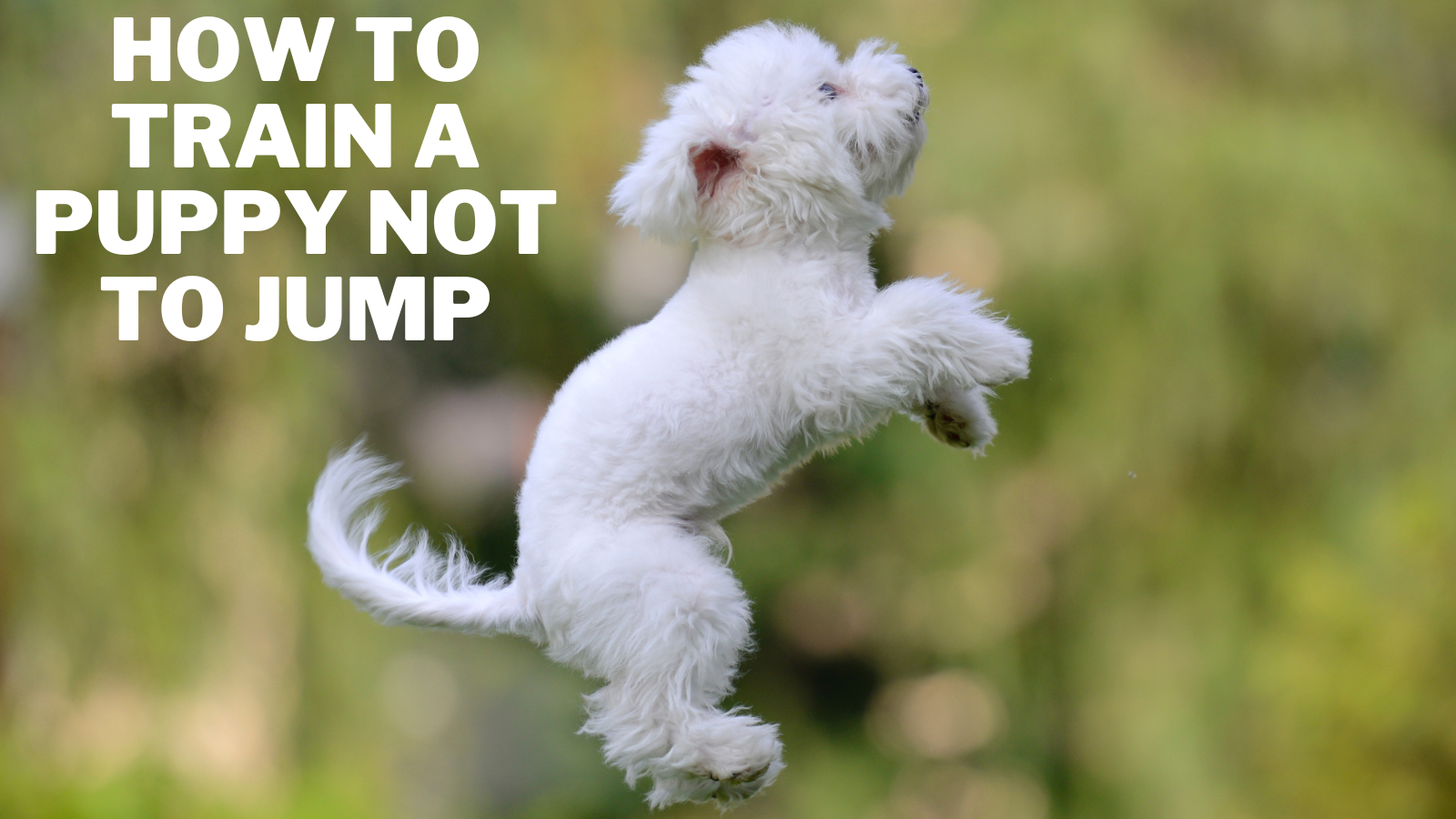 How To Train A Puppy Not To Jump