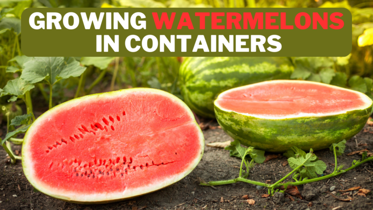 Simple Guide To Growing Watermelons In Containers