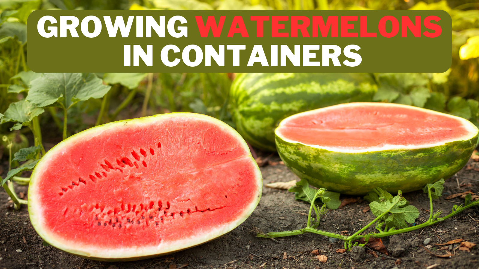 Growing Watermelons In Containers