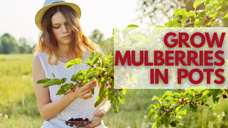 Simple Ways To Grow Mulberries In Pots