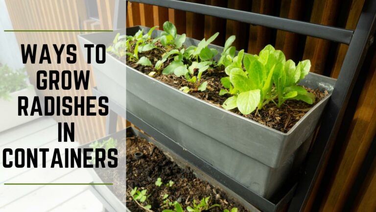 Simple Ways To Grow Radishes In Containers