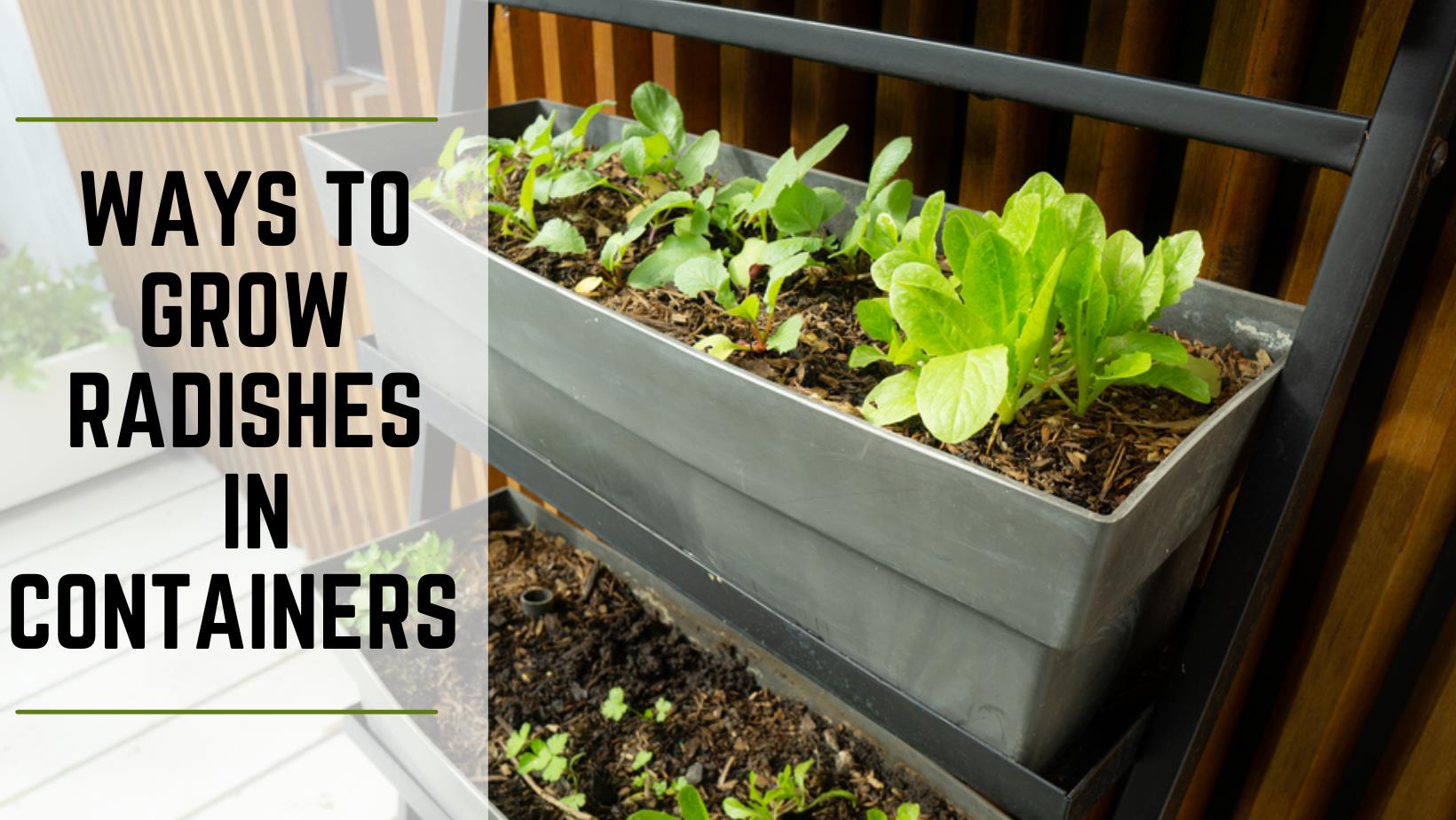 Simple Ways To Grow Radishes In Containers