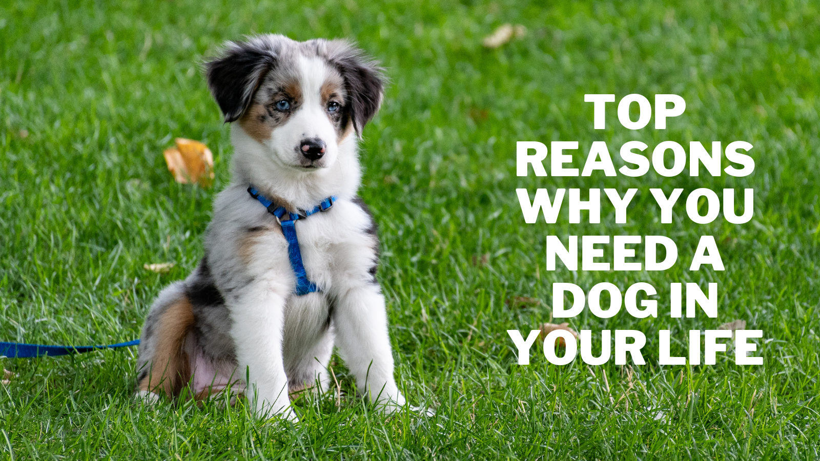Top Reasons Why You Need A Dog In Your Life