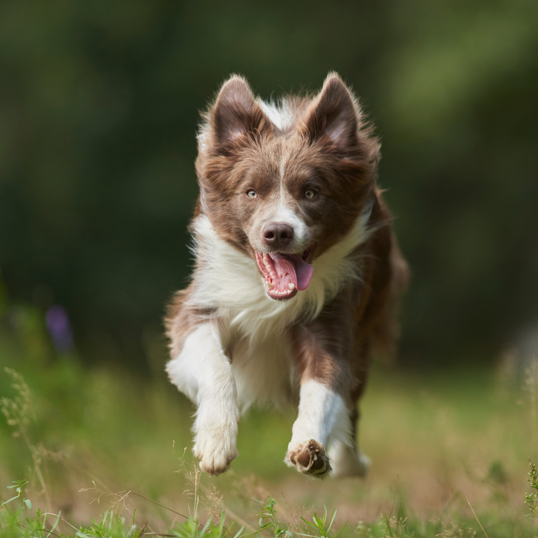 Best Male Dog Names With I