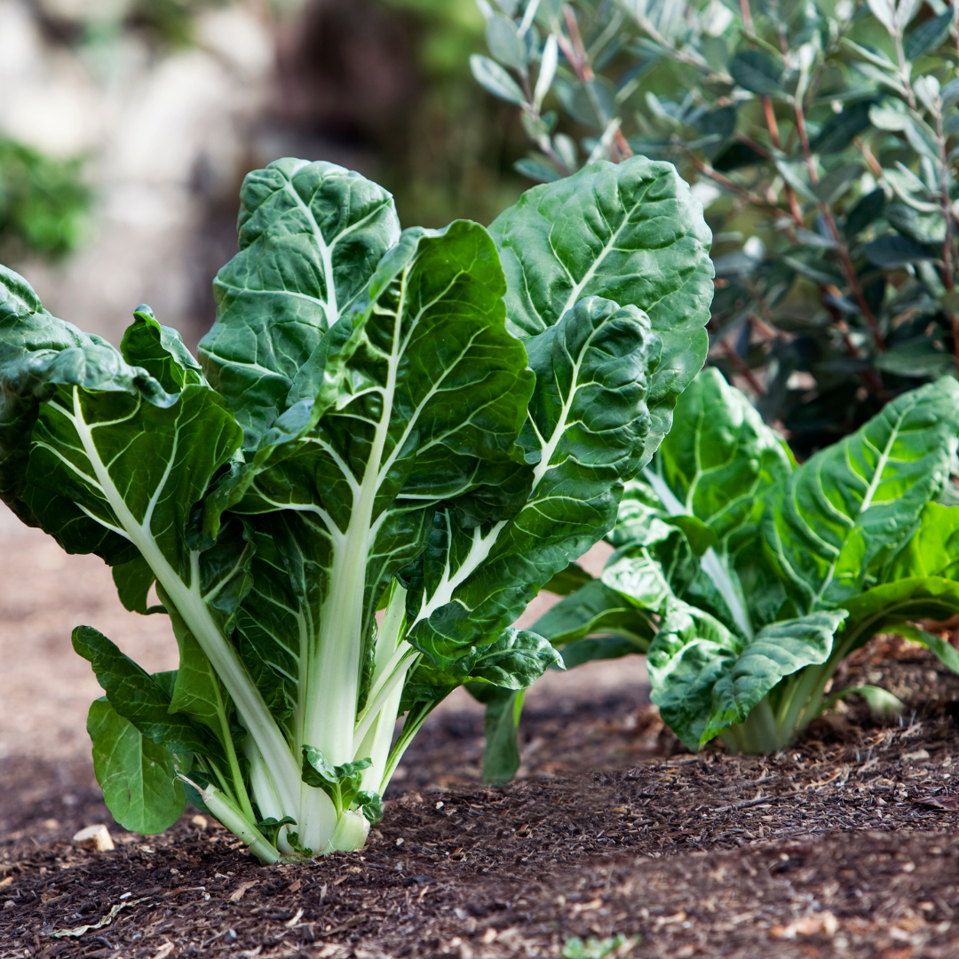 Conclusion To The 9 Steps To Growing Swiss Chard In Containers