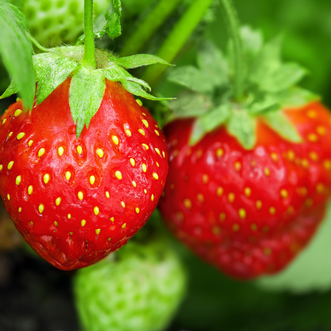 Conclusion To The Best Steps To Grow Strawberries In Hanging Containers