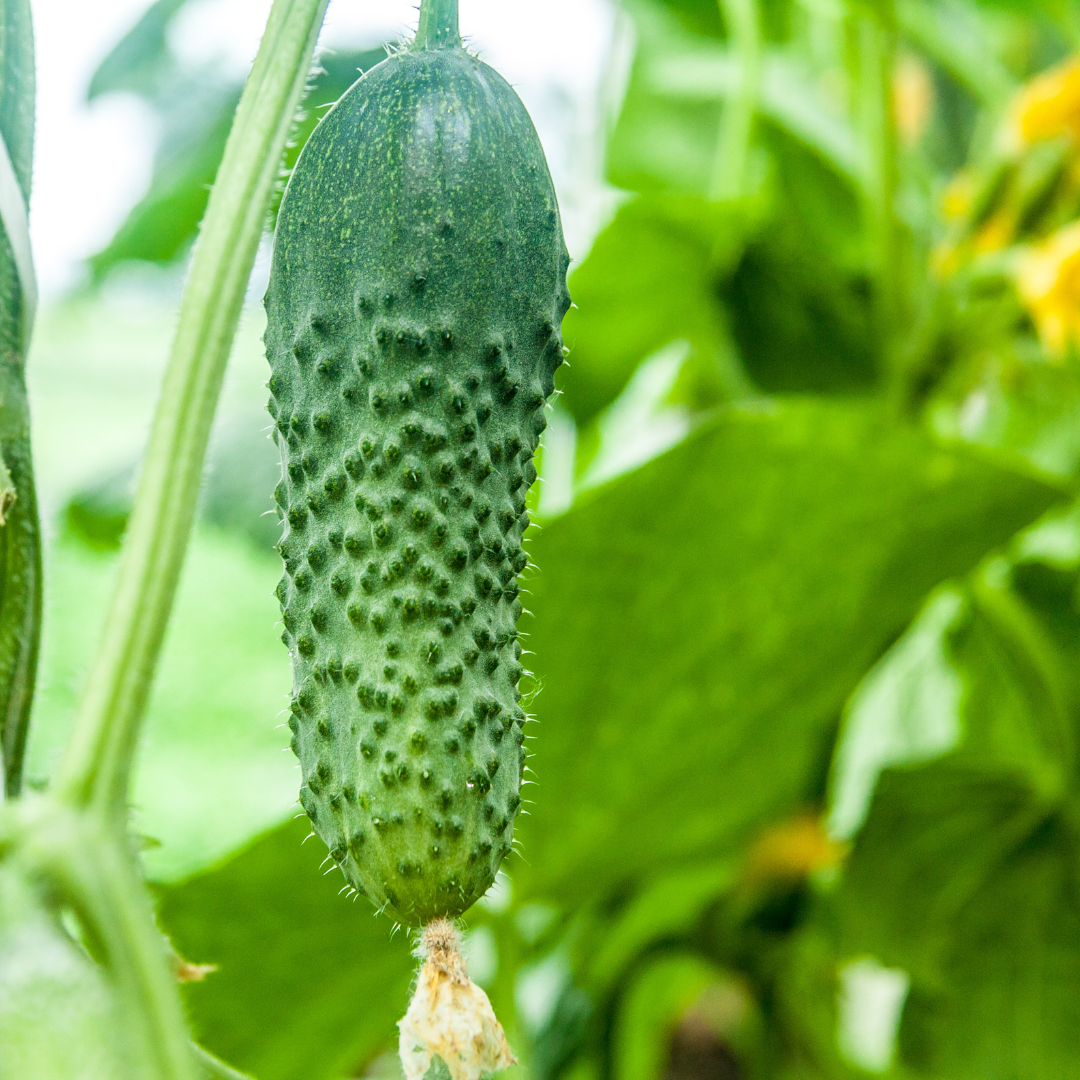 History & Origin Of Cucumbers