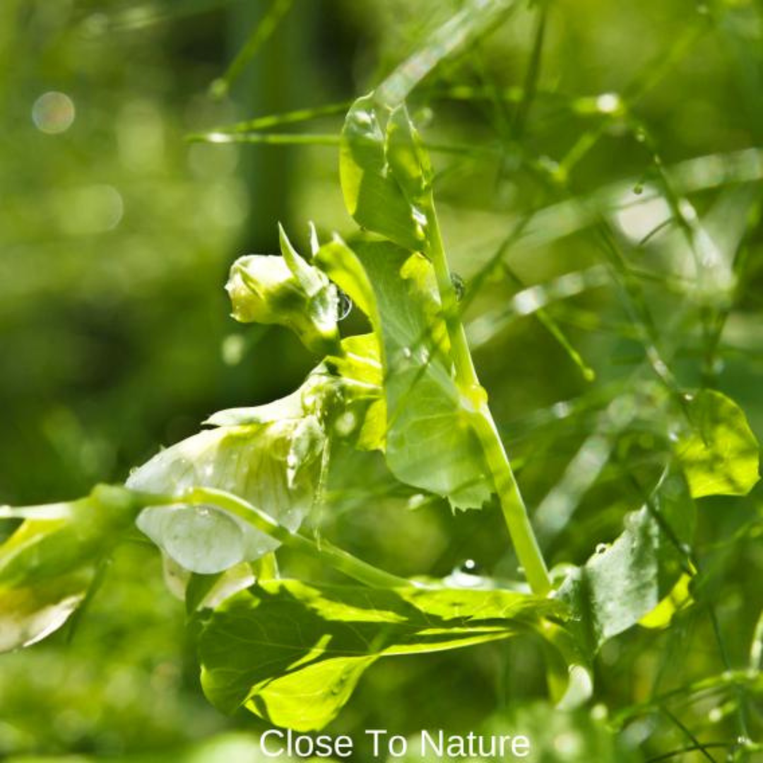 Watering Requirements For Pea Plants