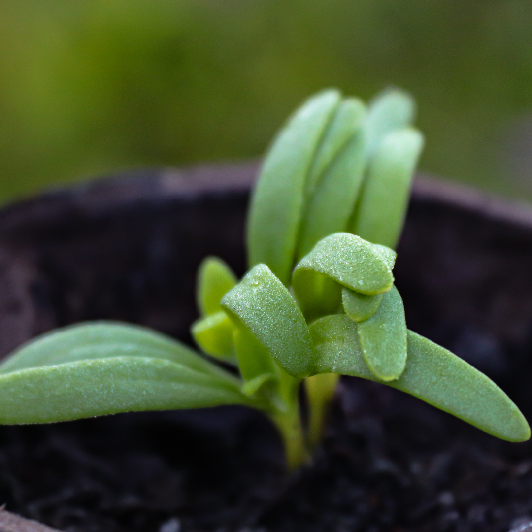 Conclusion To The 9 Unexpected Ways To Grow Spinach In Containers