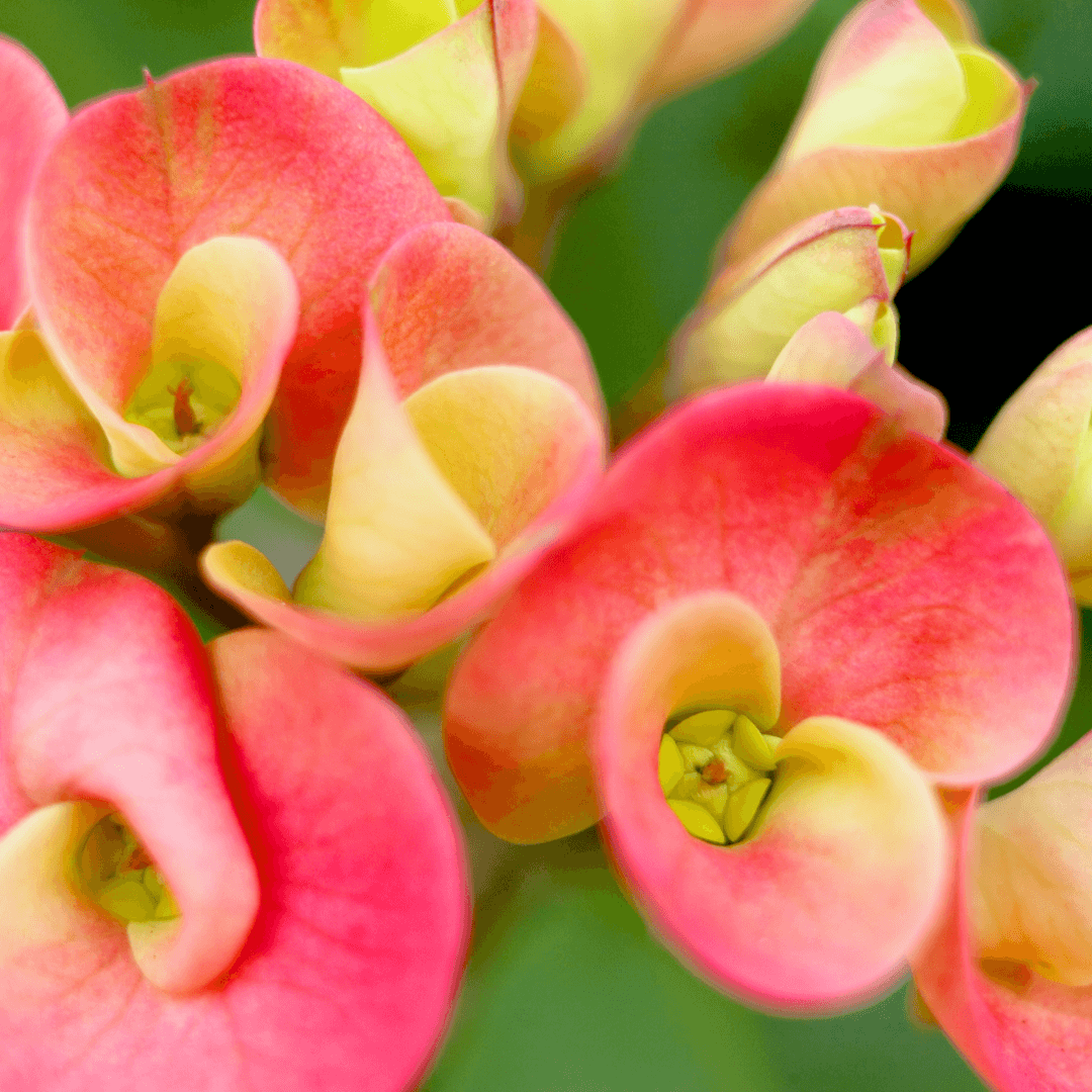 Euphorbia Flowers