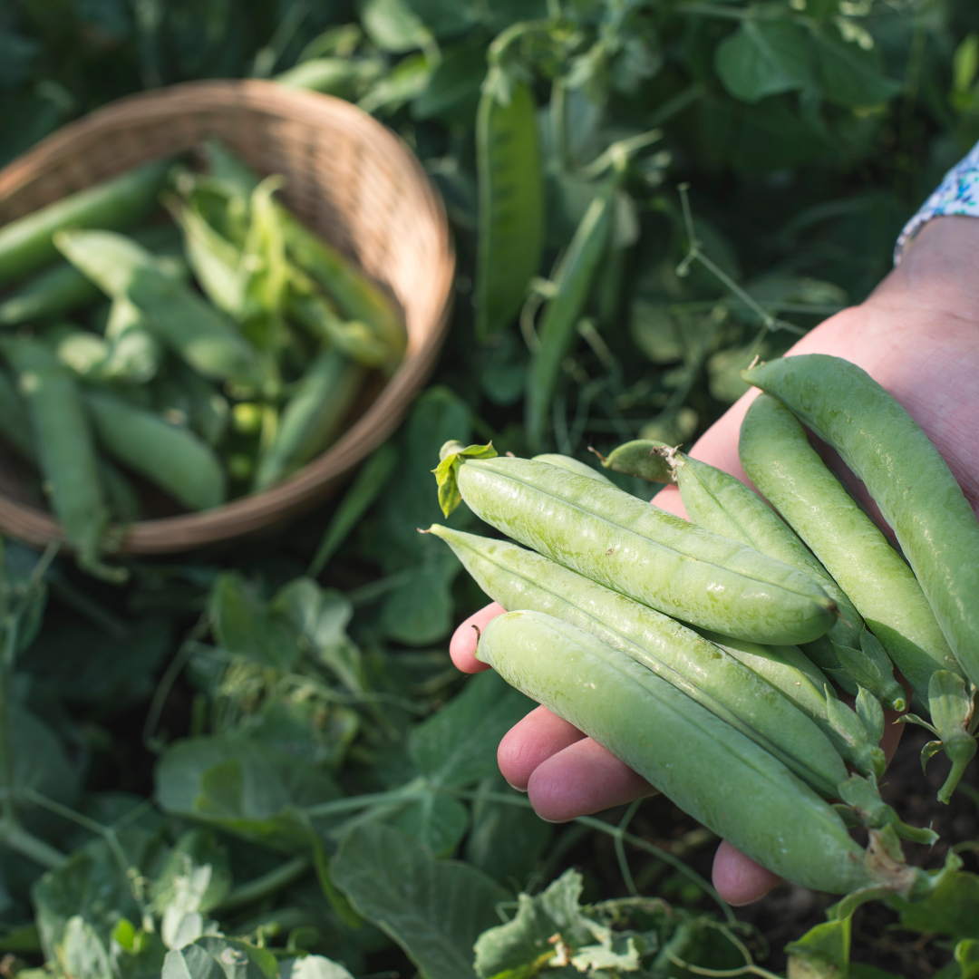 Harvesting Peas