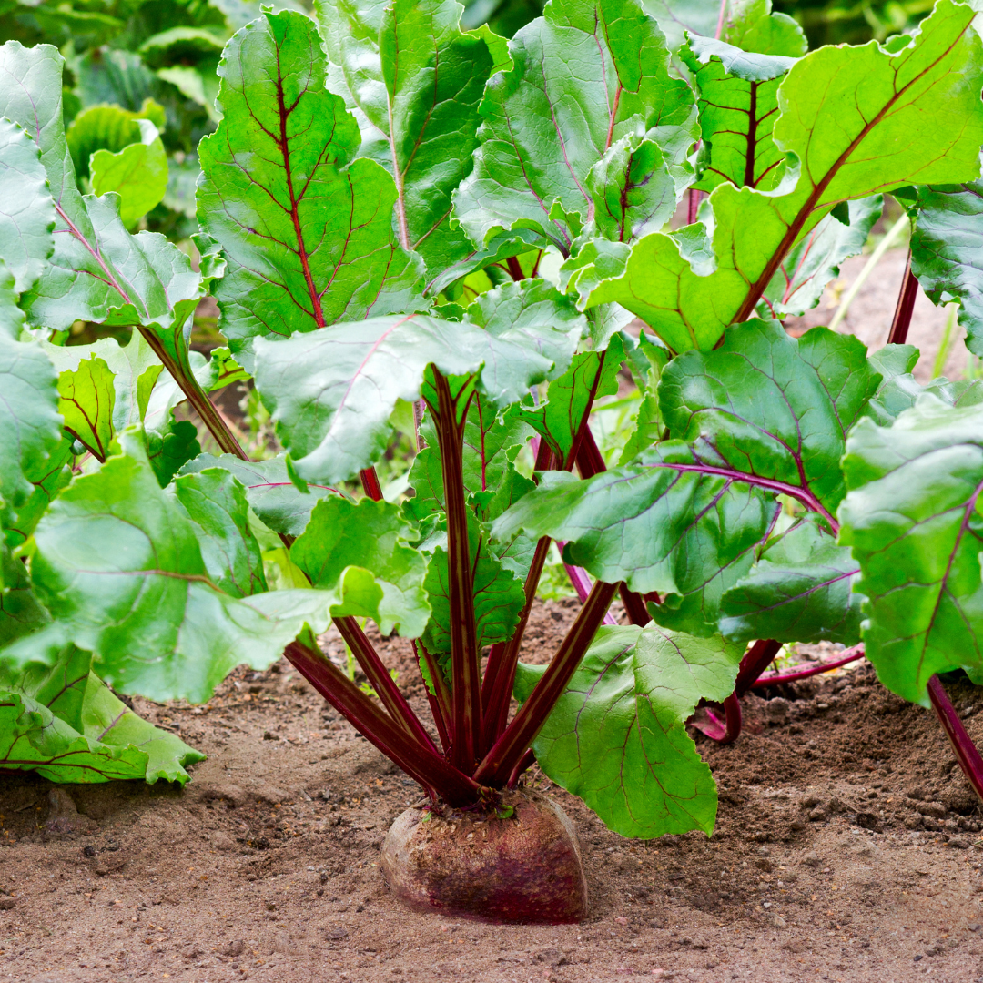 History Of Beets