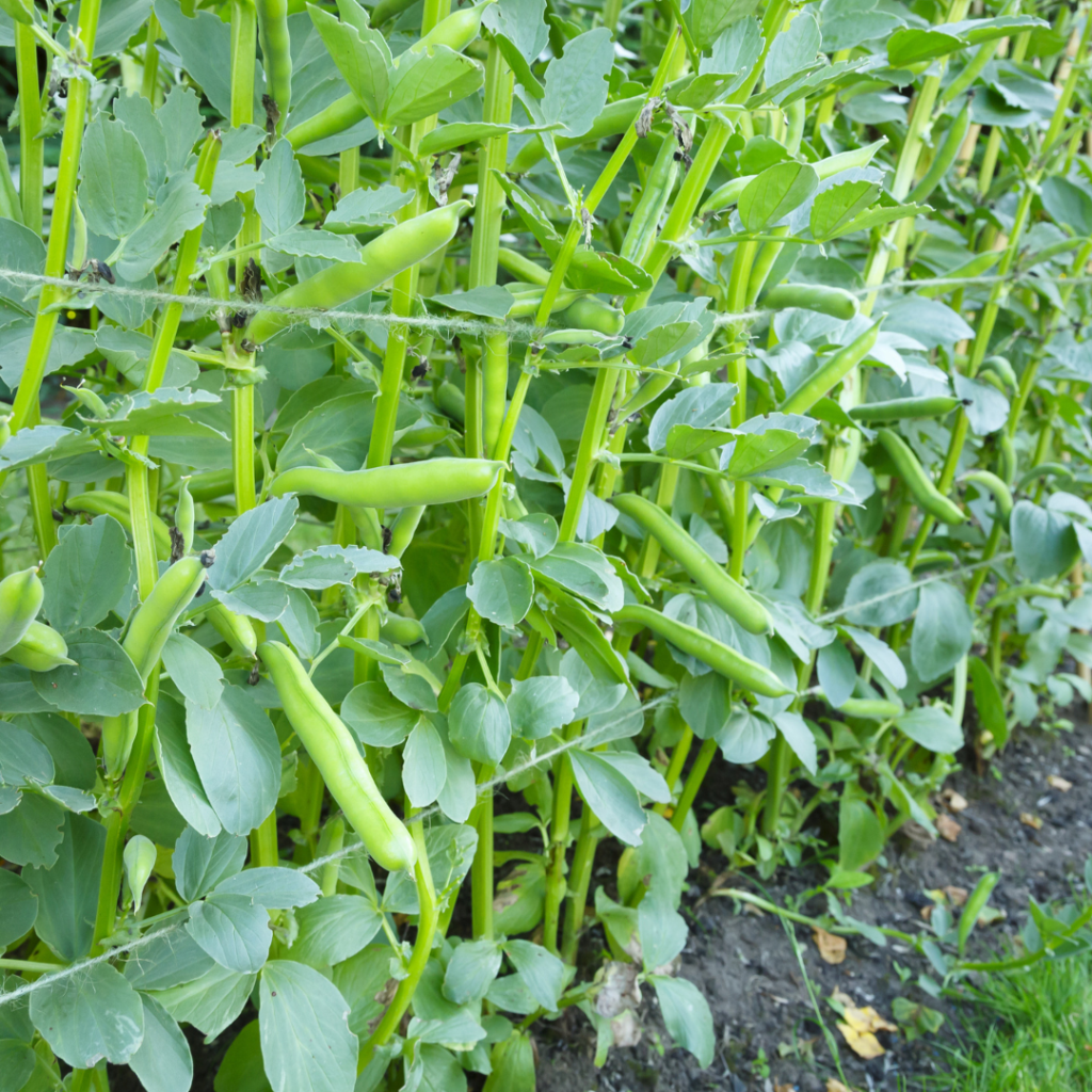 7 Best Steps Of Growing Beans In Containers Close To Nature