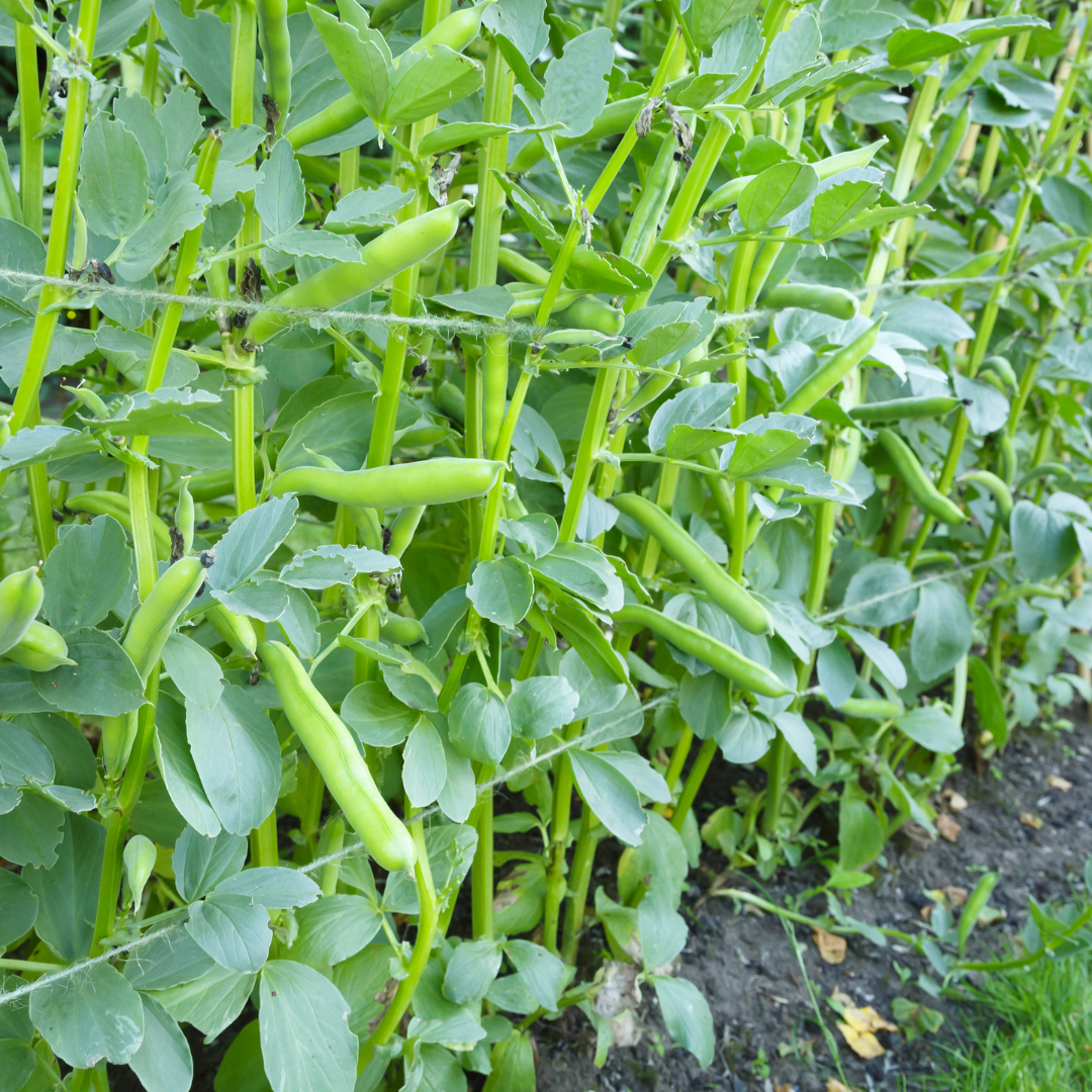 When The Beans Are Fully Grown, Harvest Them