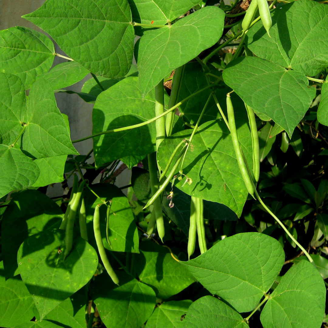 Conclusion To The 7 Steps Of Growing Beans In Containers