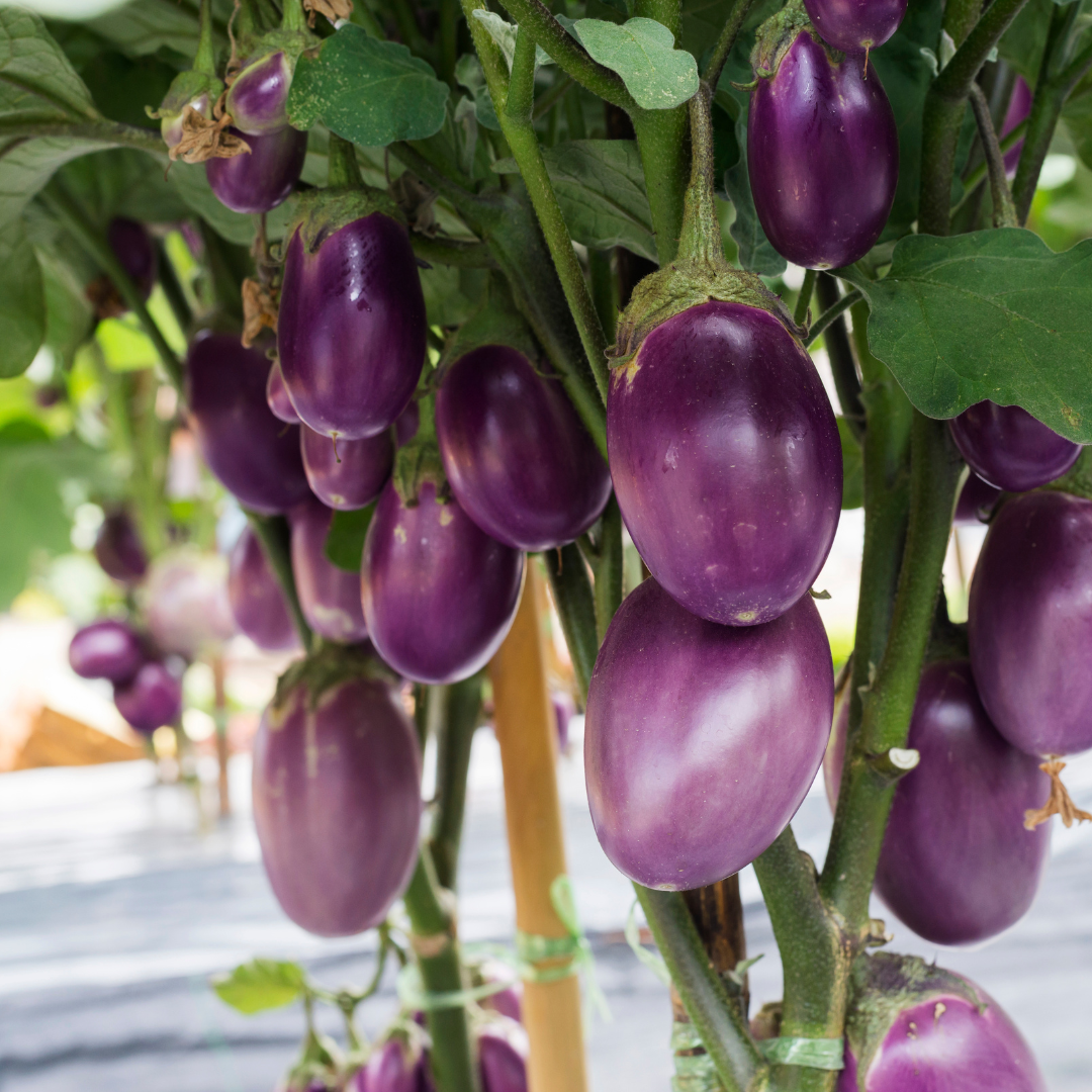 Conclusion To The 9 Creative Ways To Grow Eggplants In Containers