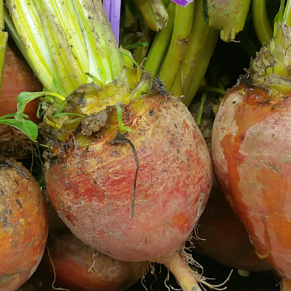 8 Easy Steps Of How To Grow Beets In Containers In 2024