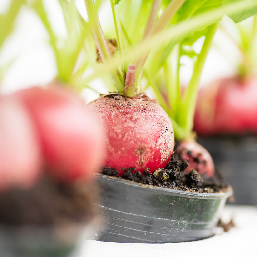 History & Origin Of Radishes