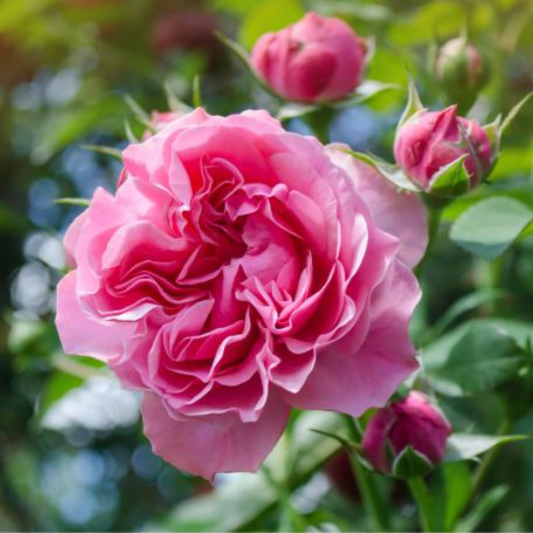 9 Easy Steps To Grow Roses In Containers | Close To Nature