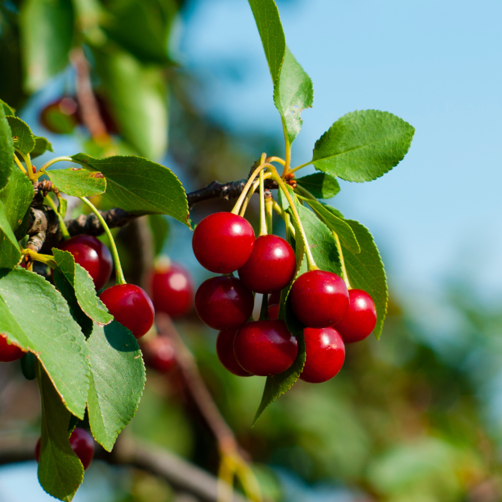 9 Secret Techniques To Growing A Cherry Tree In A Container