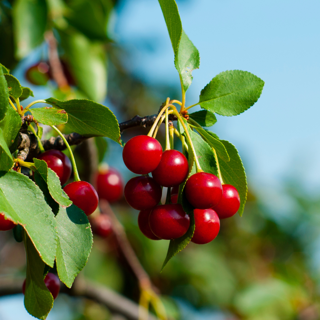 Steps To Growing A Cherry Tree In Container