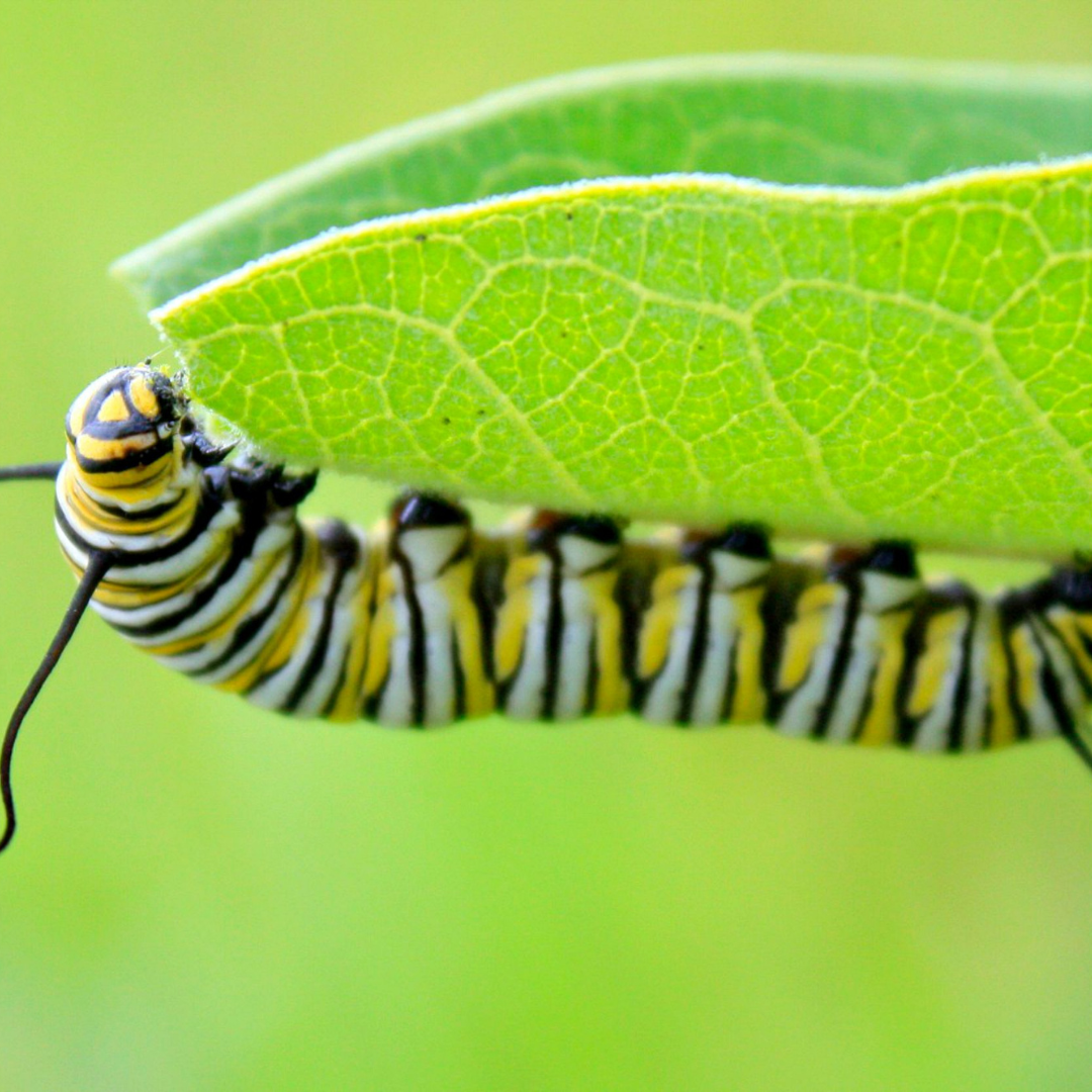 Common Plant Pests & Diseases