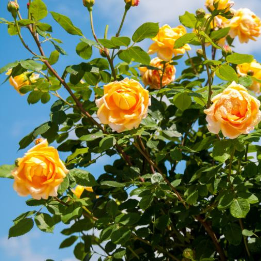 Golden Celebration Roses