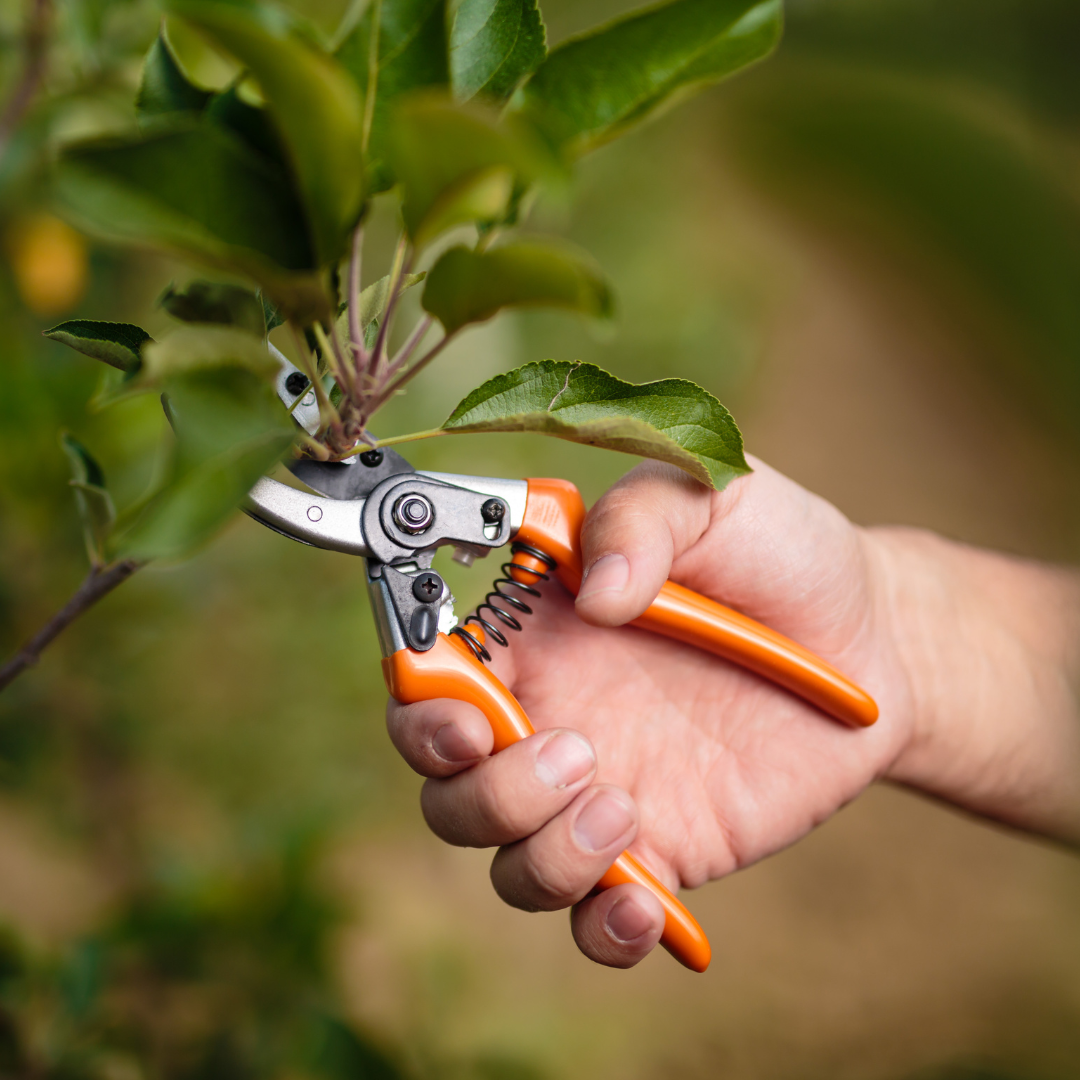 Pruning