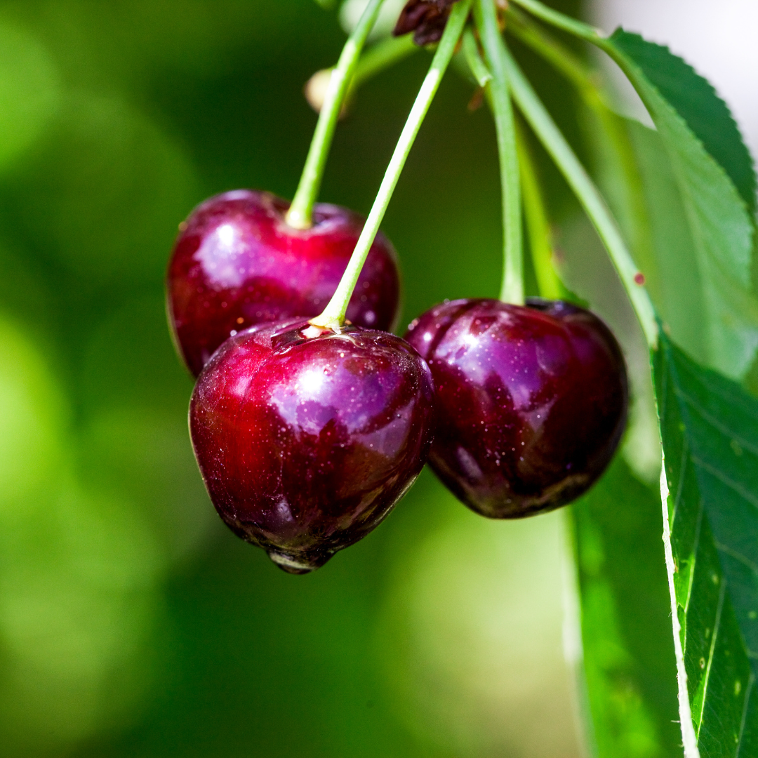 Conclusion To The 9 Secret Techniques To Growing A Cherry Tree In A Container