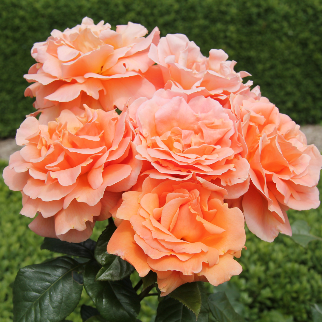 Conclusion To The 9 Easy Steps To Grow Roses In Containers