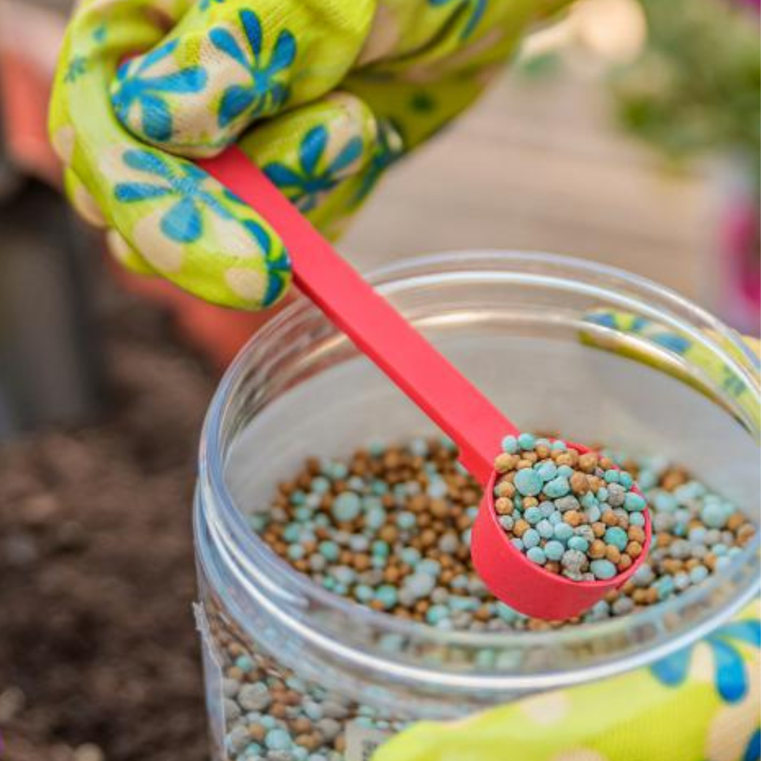 Fertilize And Grow Beets In Containers