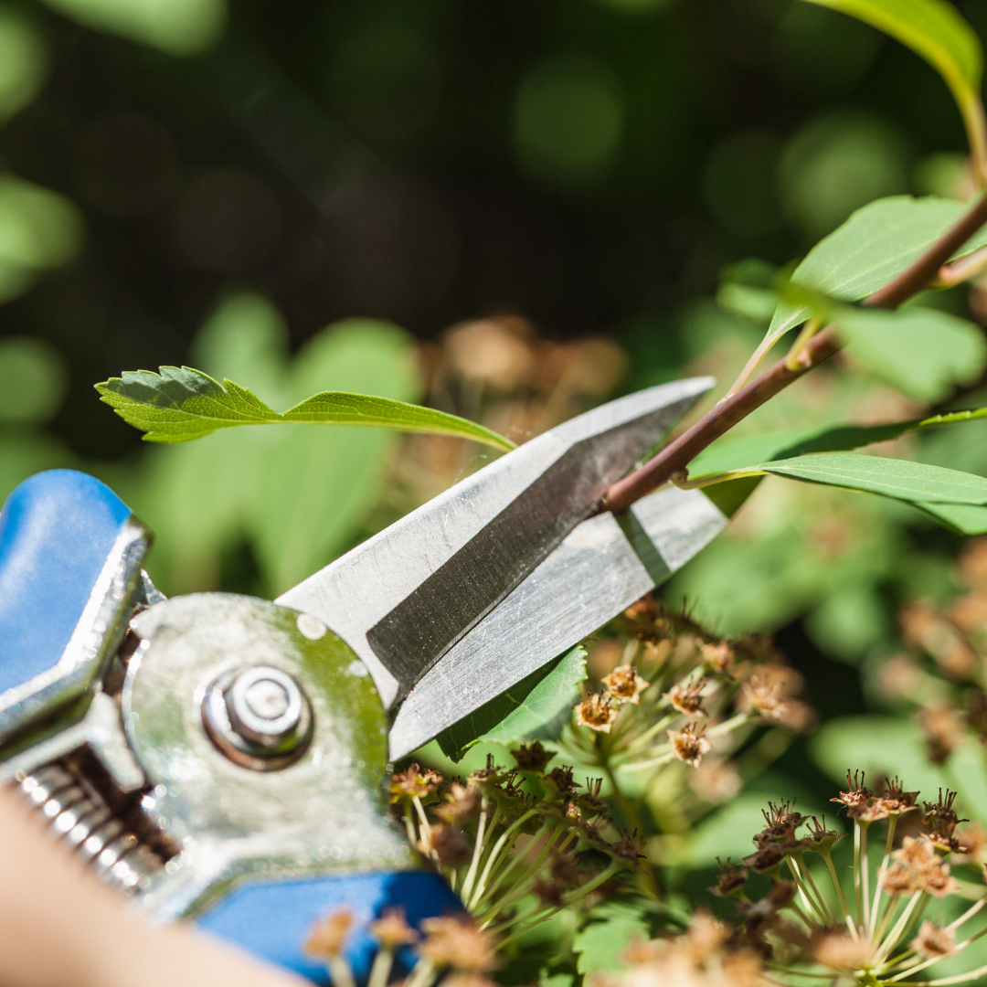 Pruning