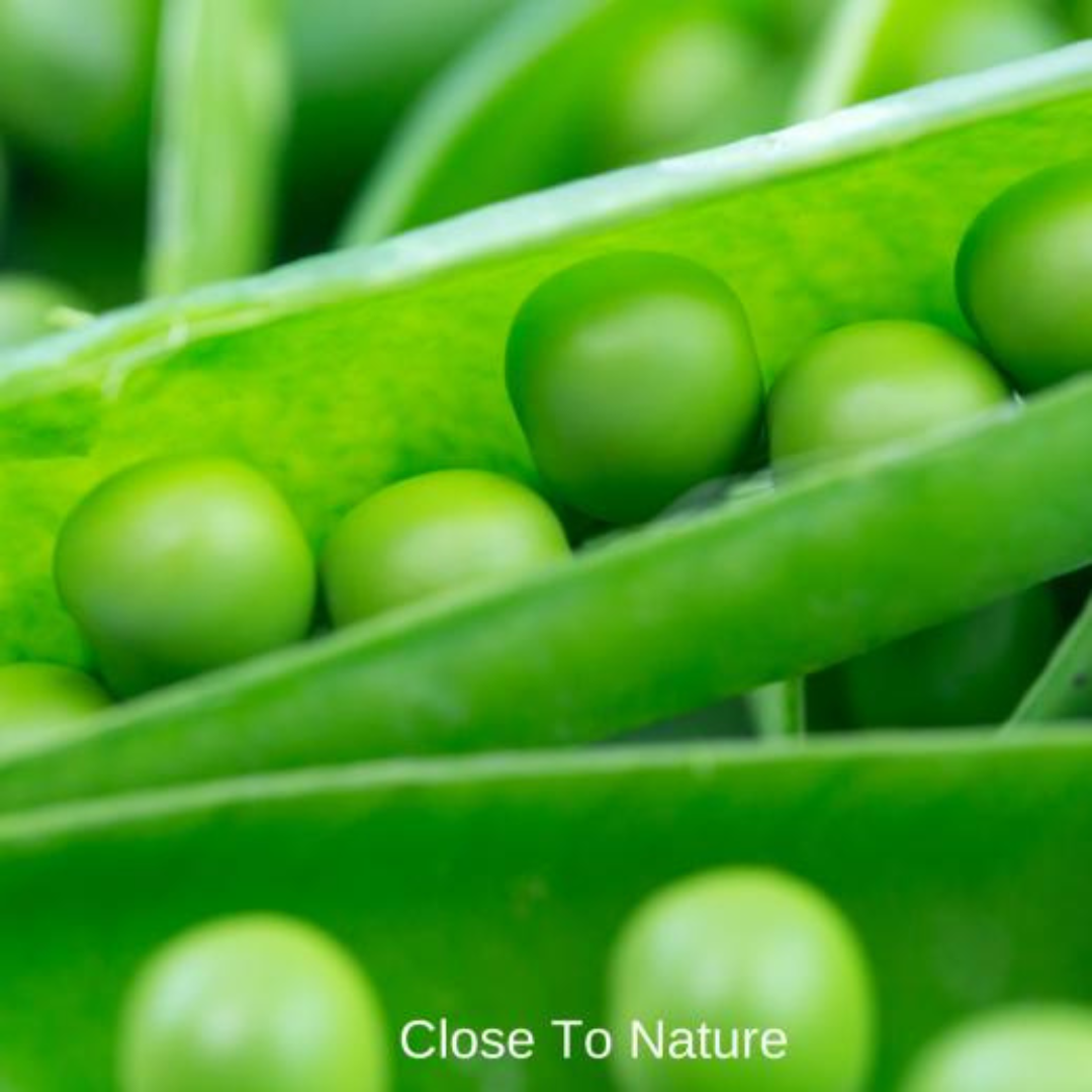 English Peas (Pisum sativum var. sativum)