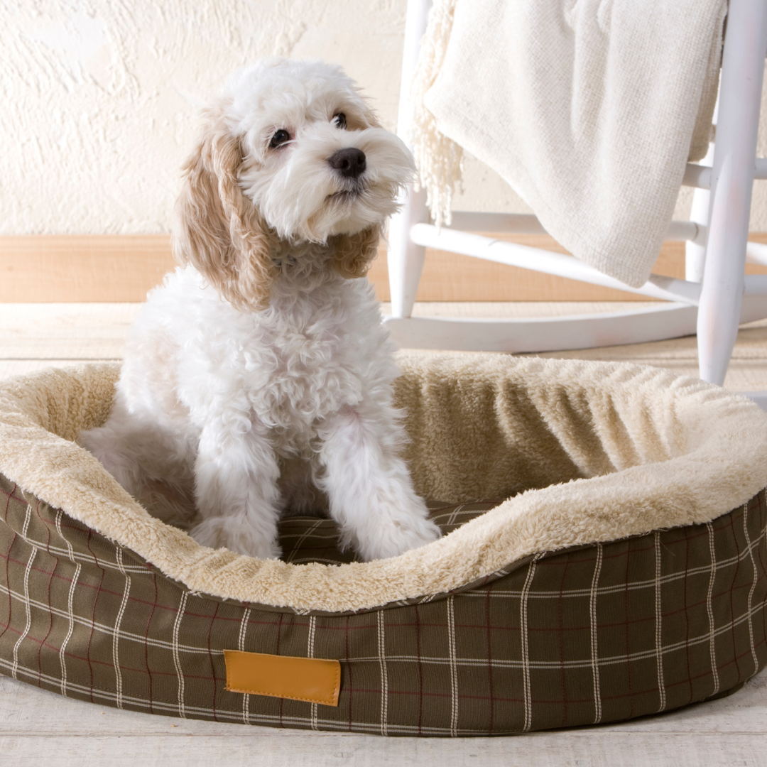 What Are Non-Toxic Dog Beds?